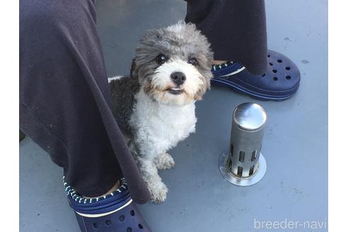 販売中のティーカッププードルの親犬