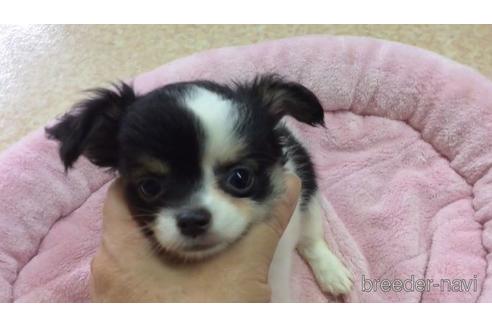 鹿児島県でチワワの子犬を探す ブリーダーナビ