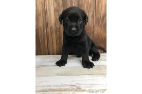 ブラック 黒ラブ のラブラドールレトリーバーの子犬を探す ブリーダーナビ ブラック 黒ラブ のラブラドールレトリーバーの子犬を探す ブリーダーナビ
