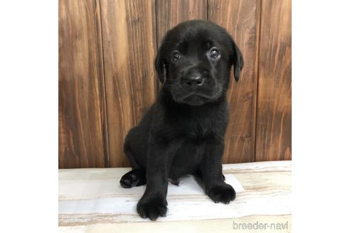 ラブラドールレトリーバーの子犬を探す ブリーダーナビ ラブラドールレトリーバーの子犬を探す ブリーダーナビ