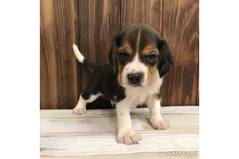 愛知県のビーグル 男の子 21 08 08生まれ 父犬がチャンピオンです 子犬id 1499 ブリーダーナビ