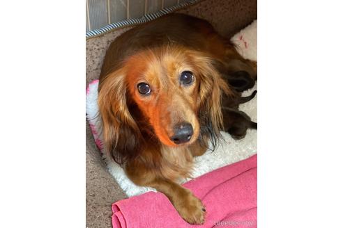 販売中のミニチュアダックスフンド(ロングヘアード)の親犬