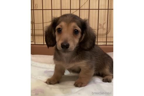 ミニチュアダックスフンドの子犬を探す ブリーダーナビ