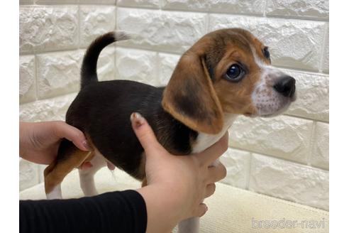 ビーグルの子犬を探す ブリーダーナビ ビーグルの子犬を探す ブリーダーナビ