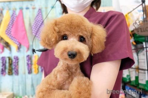 販売中のトイプードルの親犬