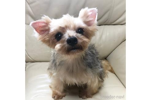 販売中のヨークシャーテリアの親犬