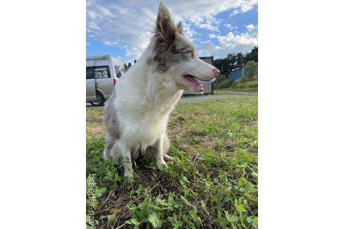 販売中のボーダーコリーの親犬