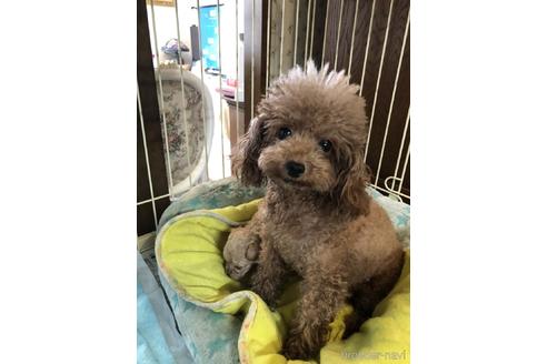 販売中のタイニープードルの親犬
