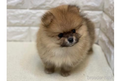 岡山県のポメラニアン 女の子 21 07 11生まれ たぬき顔の兄妹です 子犬id ブリーダーナビ