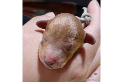 留守番が得意な犬種から子犬を探す 14ページ目 ブリーダーナビ