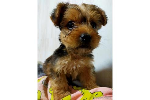 静岡県のミックス犬 男の子 21 07 28生まれ 可愛いマルキー ヨーキー マルチーズのmix 子犬id ブリーダーナビ 静岡県のミックス犬 男の子 21 07 28生まれ 可愛いマルキー ヨーキー マルチーズのmix 子犬id ブリーダーナビ