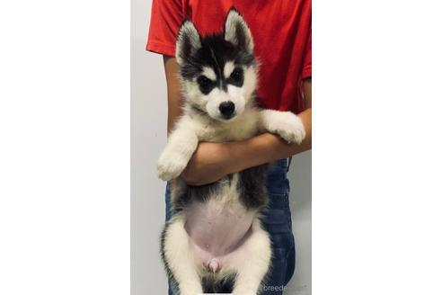 シベリアンハスキーのブリーダーを探す ブリーダーナビ