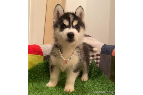徳島県のシベリアンハスキー 男の子 21 07 25生まれ 希少ハスキーベビー 子犬id ブリーダーナビ 徳島県のシベリアンハスキー 男の子 21 07 25生まれ 希少ハスキーベビー 子犬id ブリーダーナビ