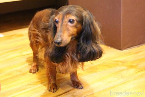 販売中のカニンヘンダックスフンド(ロングヘアード)の親犬