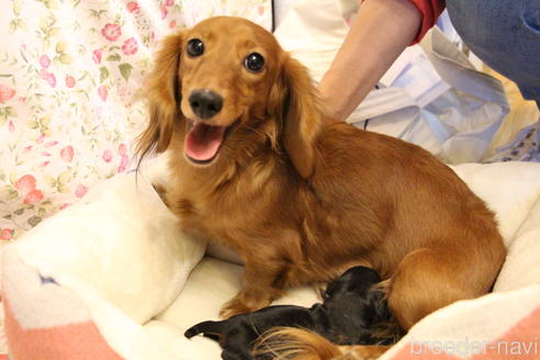 販売中のカニンヘンダックスフンド(ロングヘアード)の親犬