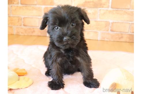 埼玉県のミックス犬 女の子 21 08 02生まれ 激かわシュナプー 子犬id ブリーダーナビ 埼玉県のミックス犬 女の子 21 08 02生まれ 激かわシュナプー 子犬id ブリーダーナビ