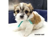 ♀︎ミックス犬