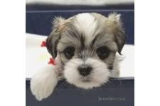 ♀︎ミックス犬