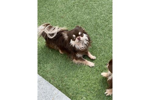 販売中のチワワ(ロングコート)の親犬