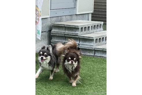 販売中のチワワ(ロングコート)の親犬