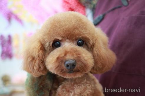 販売中のトイプードルの親犬