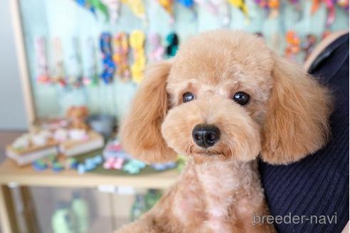 販売中のトイプードルの親犬