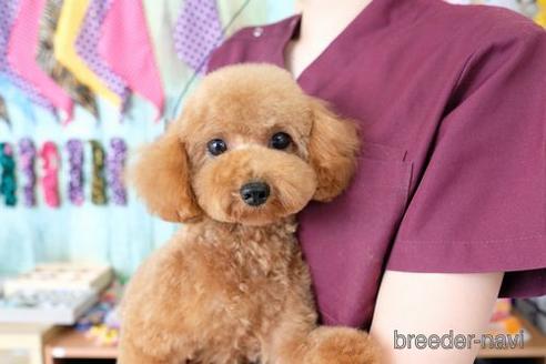 販売中のトイプードルの親犬