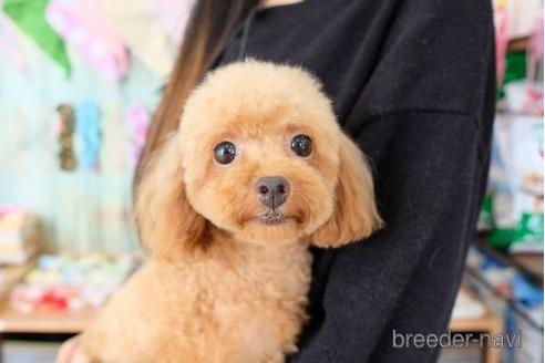 販売中のトイプードルの親犬