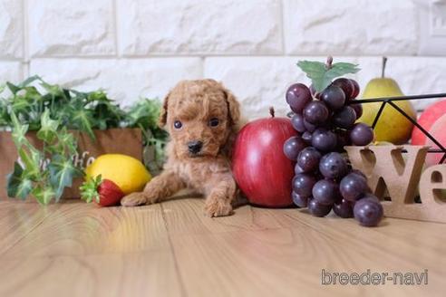 販売中のトイプードルの親犬