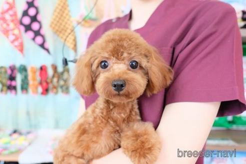 販売中のトイプードルの親犬