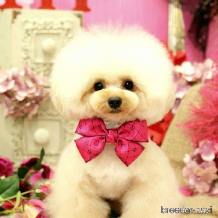 小路ブリーダー