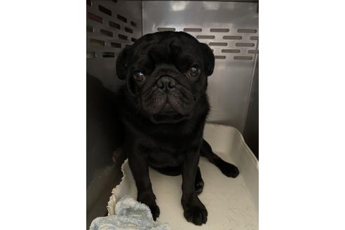 販売中のパグの親犬