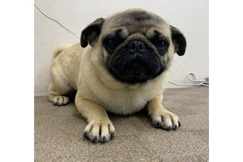 販売中のパグの親犬