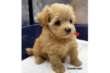 ♀︎マルプー:マルチーズ×トイプードル