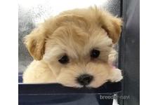 ♀︎マルプー:マルチーズ×トイプードル