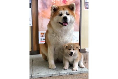 羽沢麻美ブリーダーの詳細の1枚目