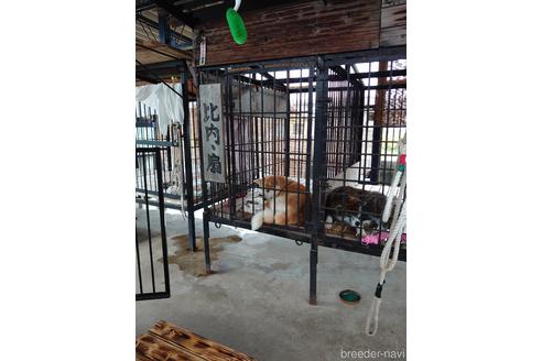 羽沢麻美ブリーダーの詳細