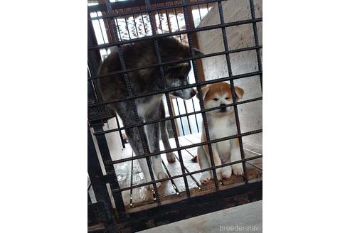 羽沢麻美ブリーダーの詳細