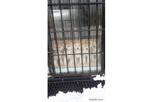 羽沢麻美ブリーダーの詳細