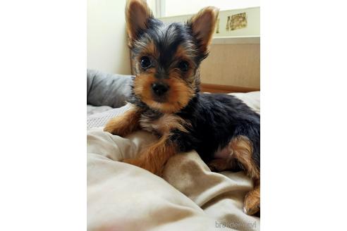 静岡県のミックス犬 男の子 21 07 28生まれ 可愛いマルキー ヨーキー マルチーズmix 子犬id ブリーダーナビ 静岡県のミックス犬 男の子 21 07 28生まれ 可愛いマルキー ヨーキー マルチーズmix 子犬id ブリーダーナビ