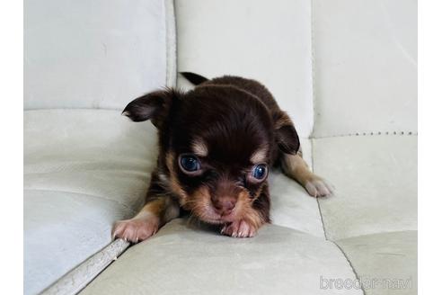 チョコタンのロングコートチワワの子犬を探す ブリーダーナビ チョコタンのロングコートチワワの子犬を探す ブリーダーナビ