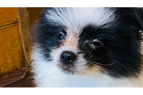 北海道でポメラニアンの子犬を探す ブリーダーナビ 北海道でポメラニアンの子犬を探す ブリーダーナビ