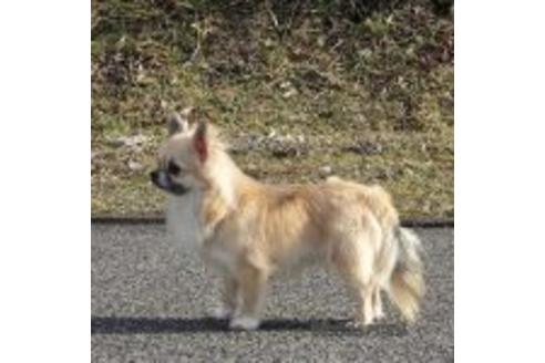 販売中のチワワ(ロングコート)の親犬