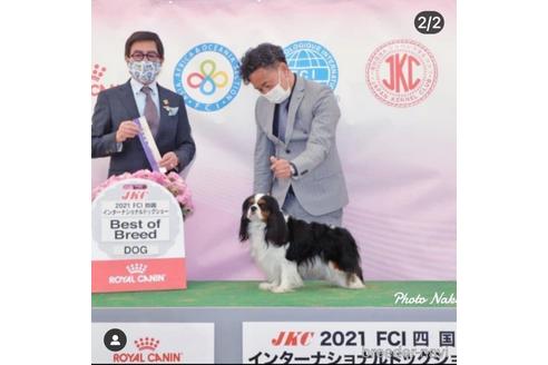 販売中のキャバリアキングチャールズスパニエルの親犬