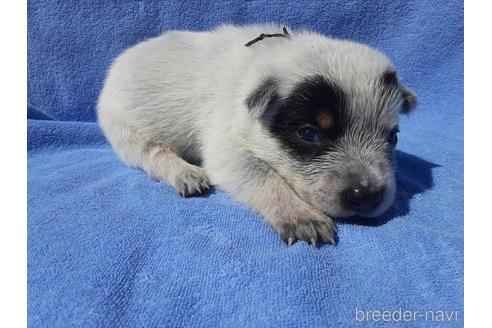 宮城県のオーストラリアンキャトルドッグ 男の子 21 09 01生まれ 可愛い子が産まれてます 子犬id ブリーダーナビ 宮城県のオーストラリアンキャトルドッグ 男の子 21 09 01生まれ 可愛い子が産まれてます 子犬id ブリーダーナビ