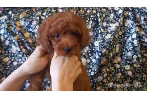 沖縄県でトイプードルの子犬を探す ブリーダーナビ