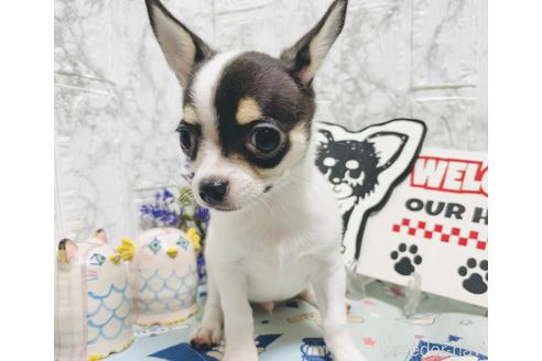 ホワイト 白 のチワワの子犬を探す ブリーダーナビ ホワイト 白 のチワワの子犬を探す ブリーダーナビ