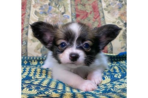 パピヨンの子犬を探す ブリーダーナビ パピヨンの子犬を探す ブリーダーナビ