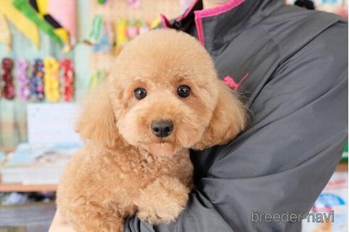 販売中のトイプードルの親犬