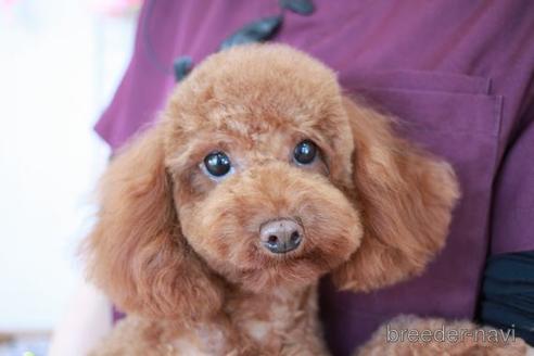 販売中のトイプードルの親犬